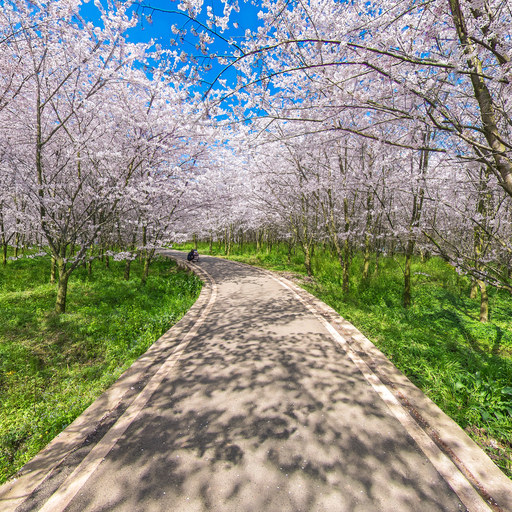 AAA